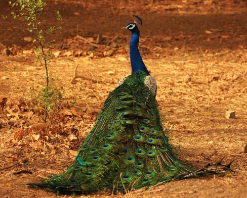 Sasan Gir Forest Reserve 